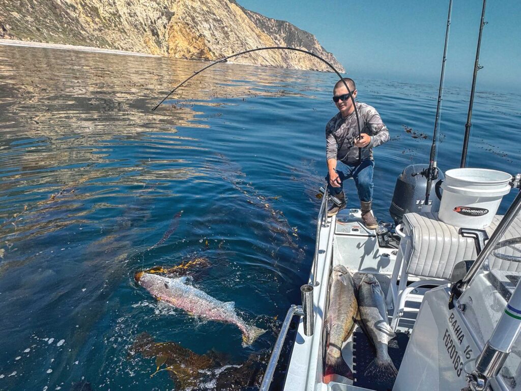 Angler with white seabass on the hook