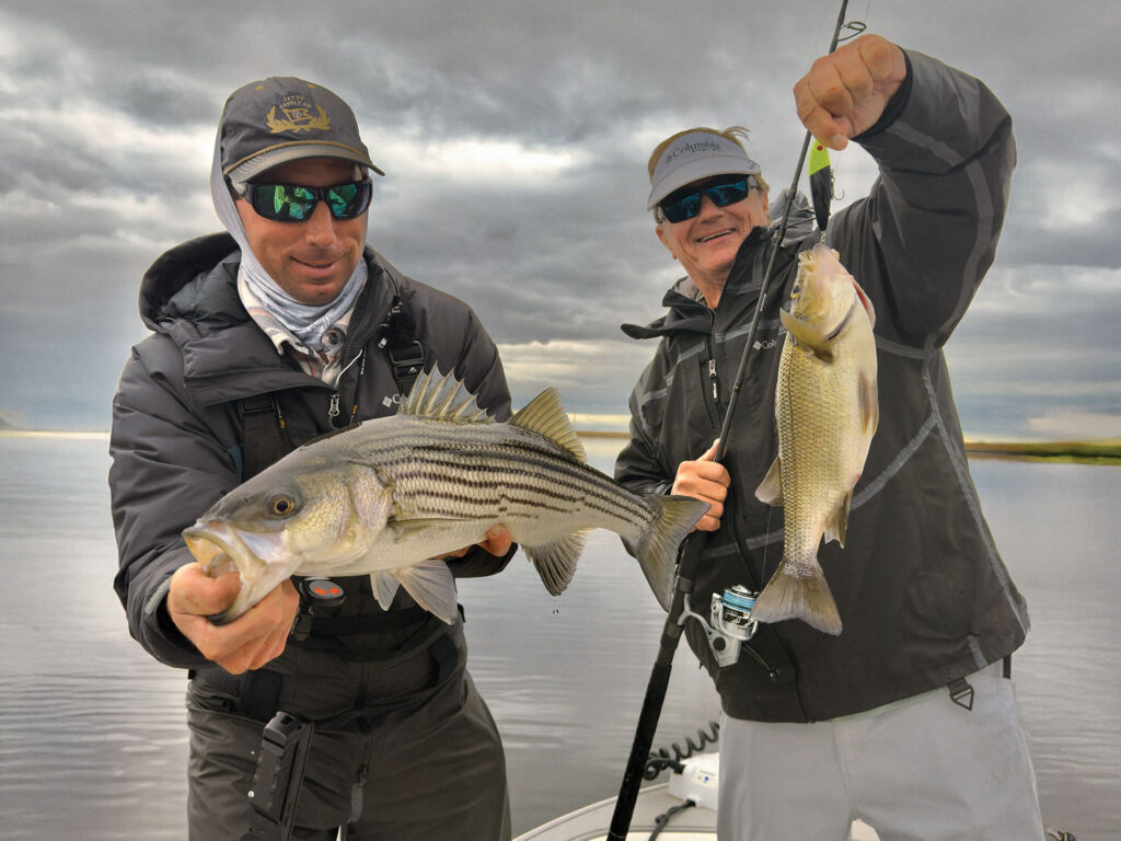 Striped bass in the marsh