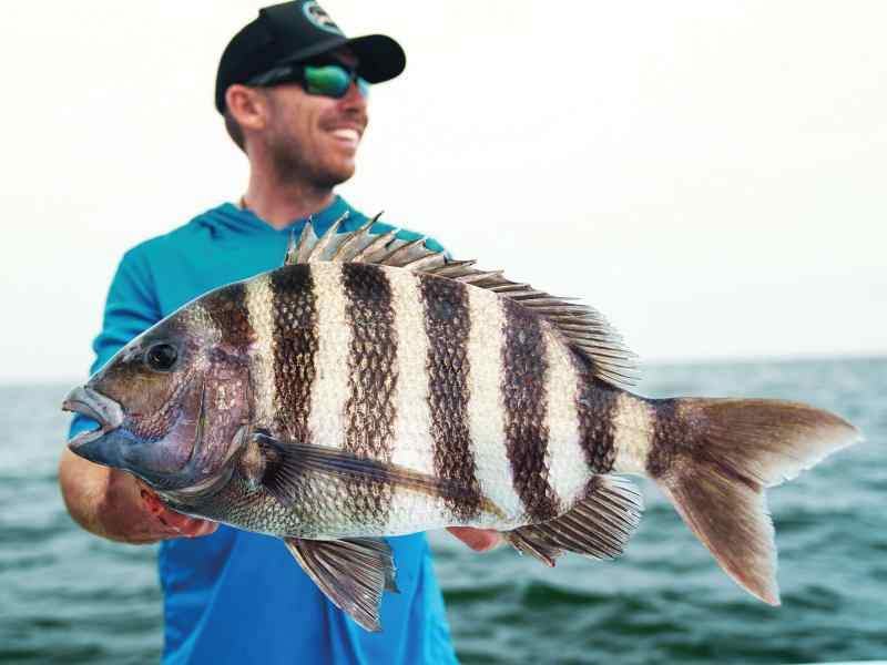 Chesapeake Bay sheepshead