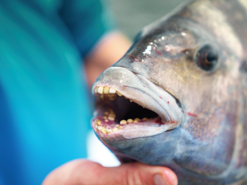 Sheepshead teeth