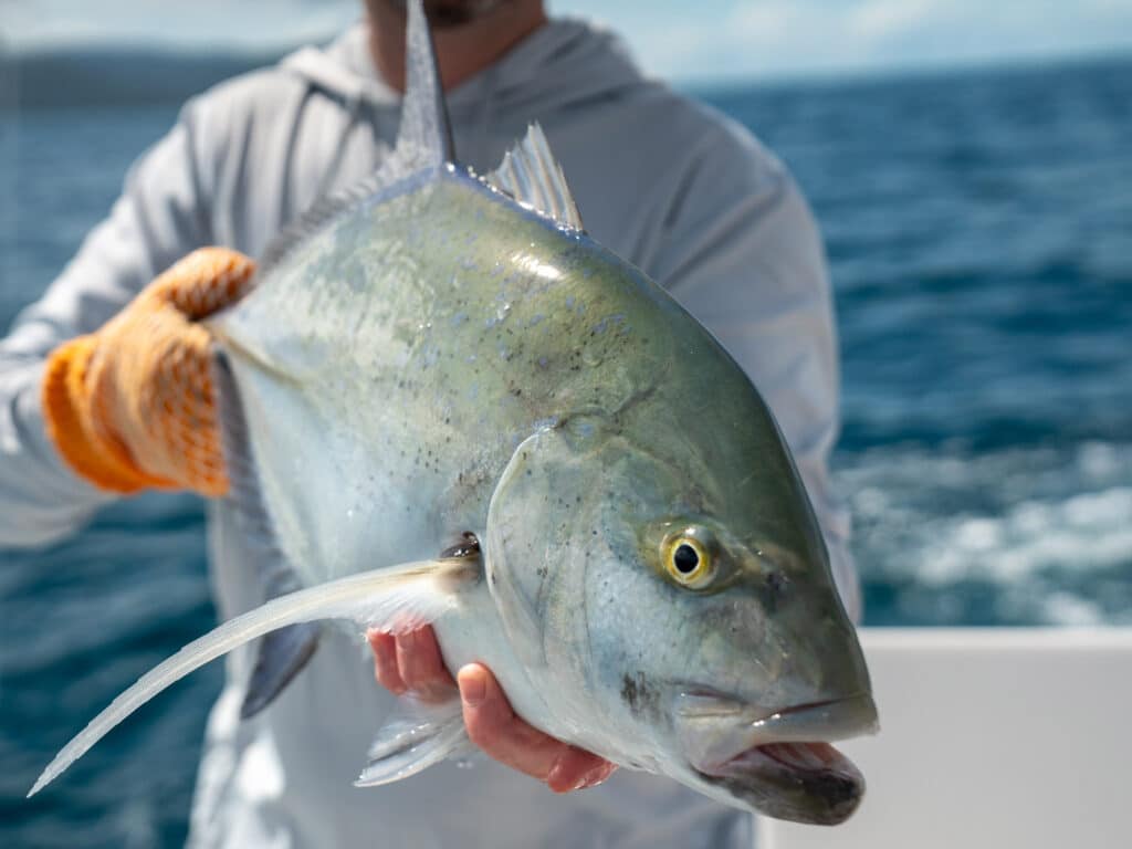 Bluefin trevally Costa Rica