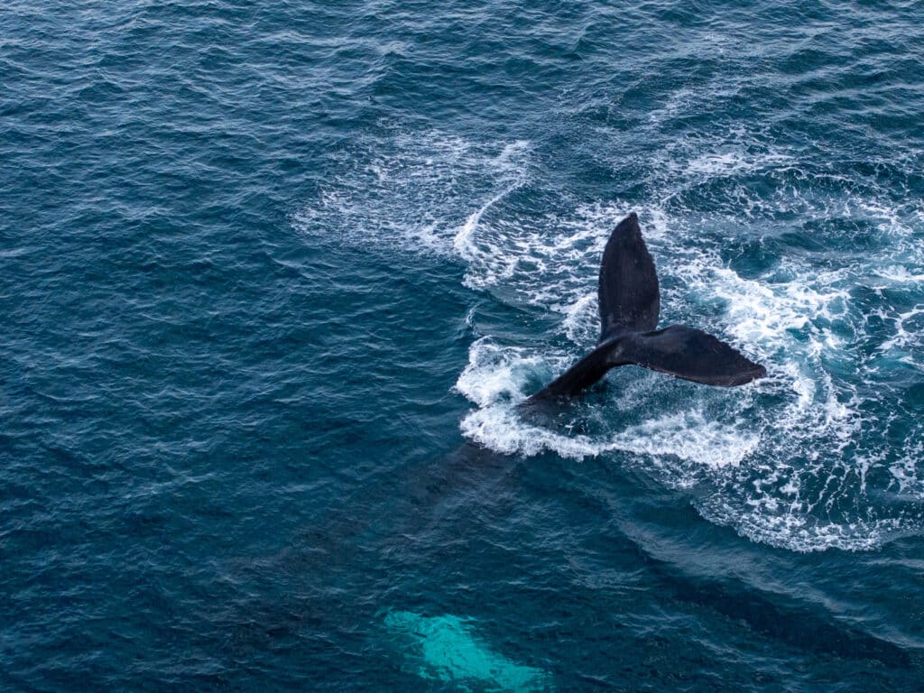 Humpback whale Costa Rica