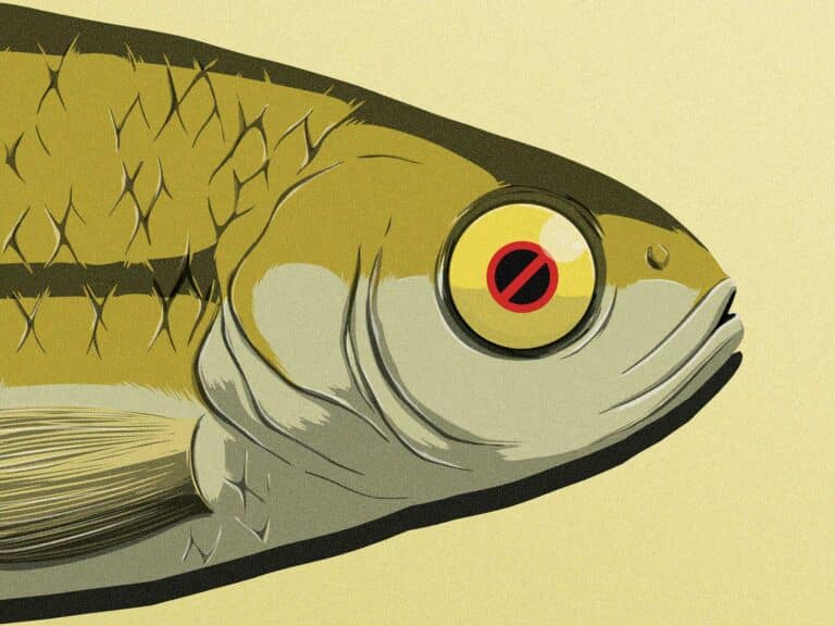 Live bait restrictions