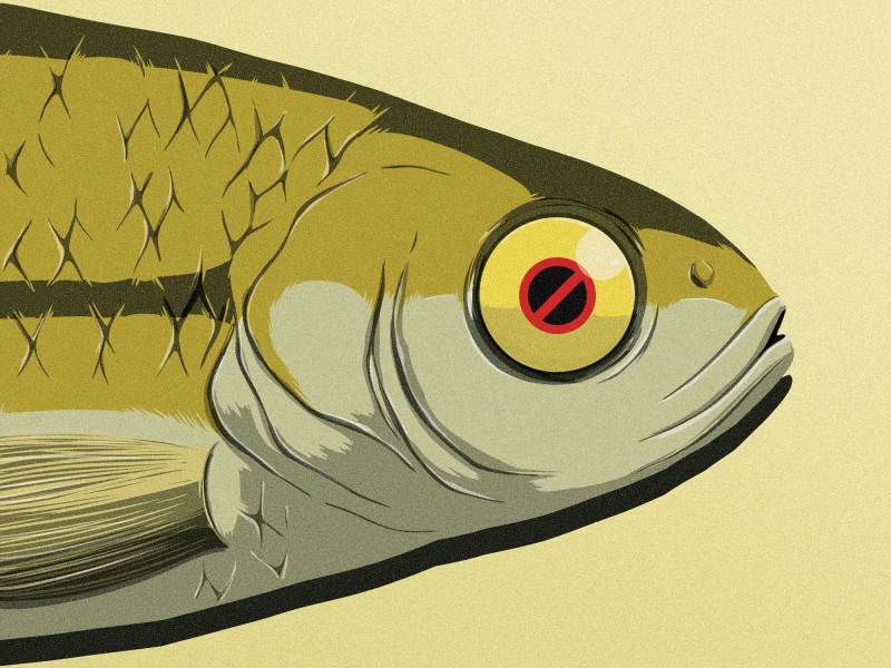 SWS226-CON-Live-Bait Live bait restrictions
