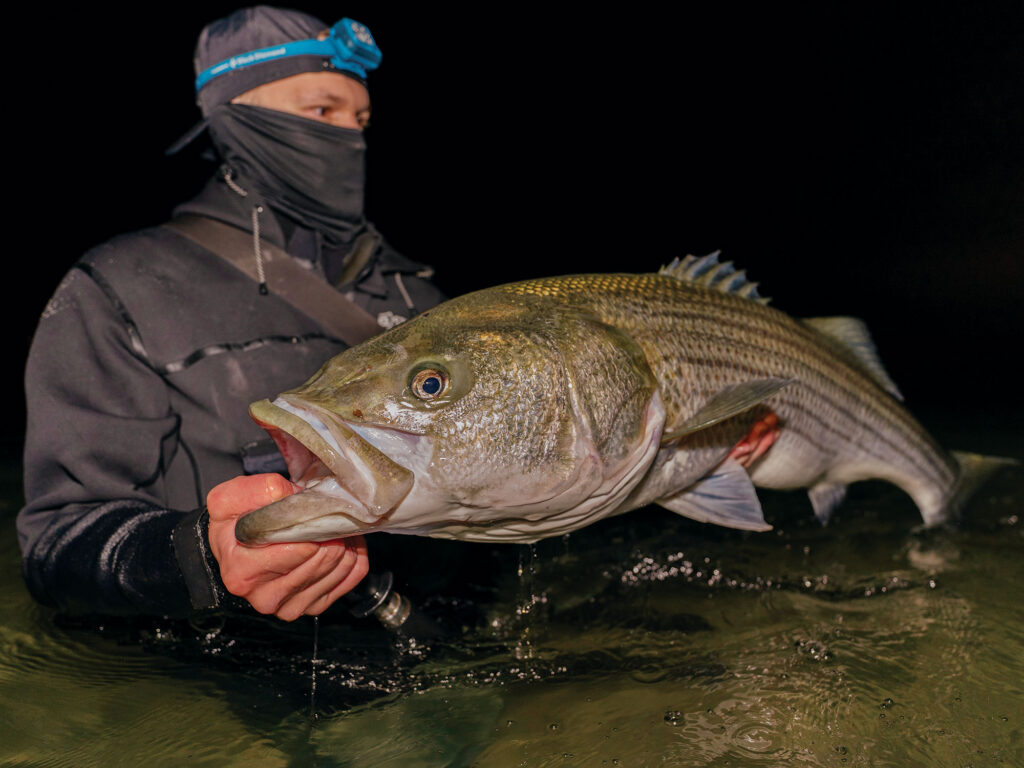 Large striped bass caught in the surf