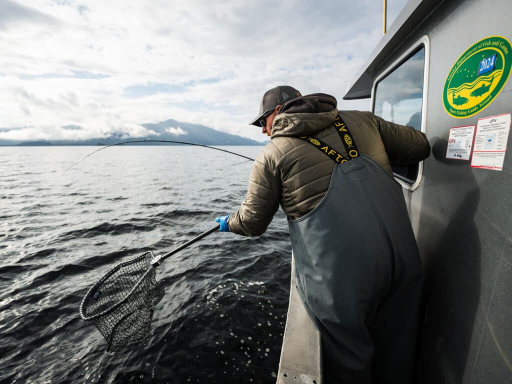 Angler netting a fish
