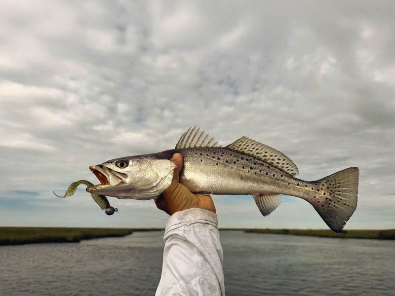 Speckled trout caught in the marsh