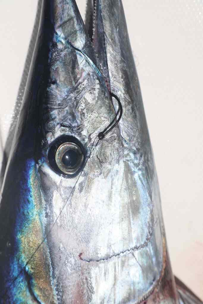 Wahoo on the deck