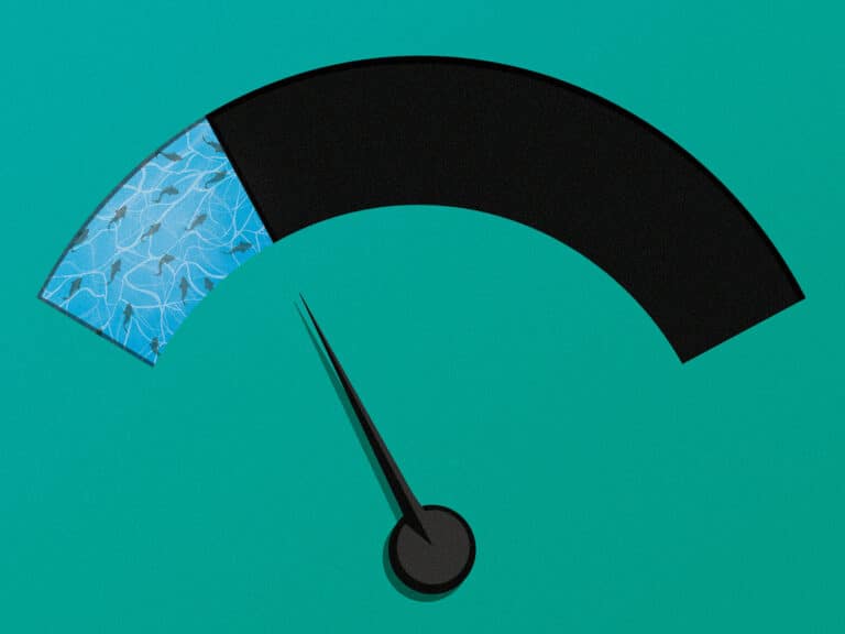 Striped bass recruitment numbers