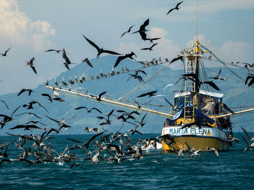 Fishing around a shrimp boat