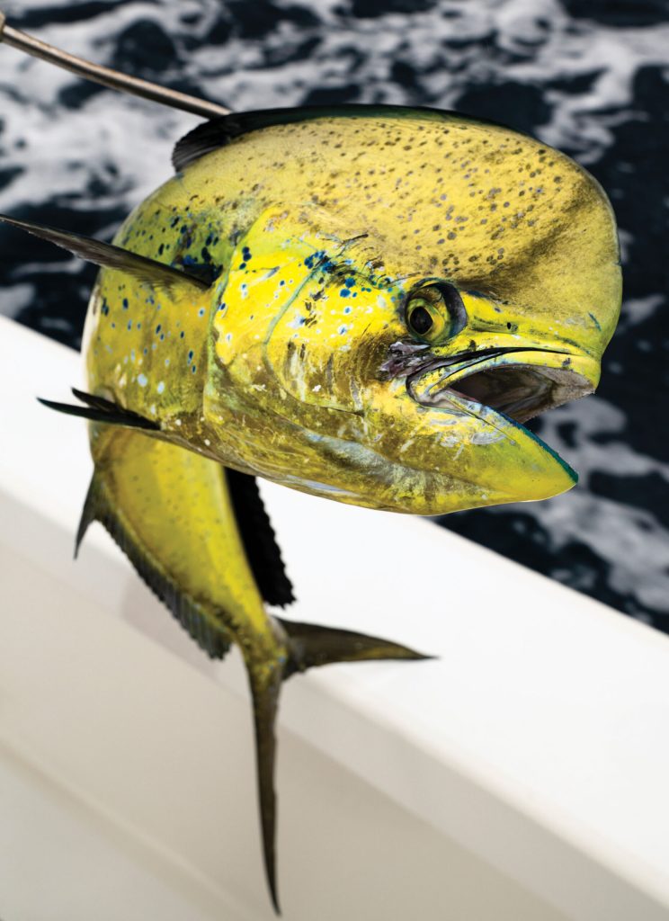 Mahi on the boat