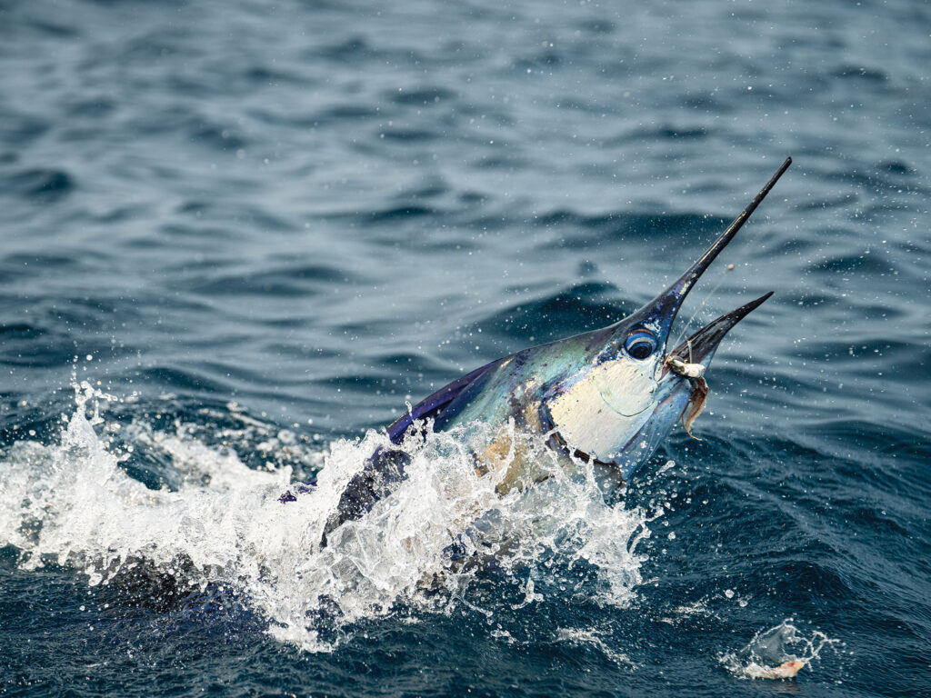 Billfish jumping out of the water