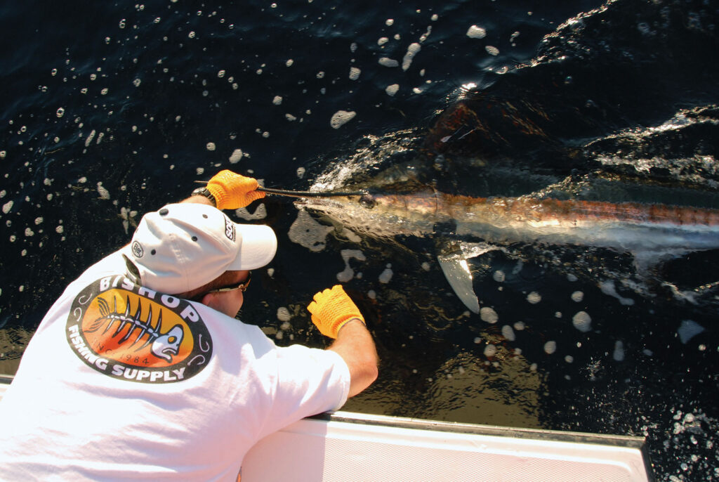 Billfish at the boat