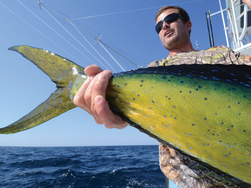 Tail of a dolphinfish