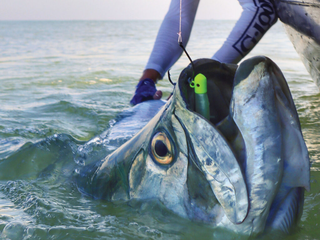 Large tarpon at the boat