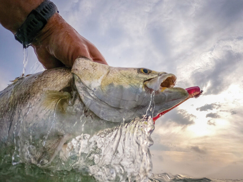 Redfish caught in South Texas