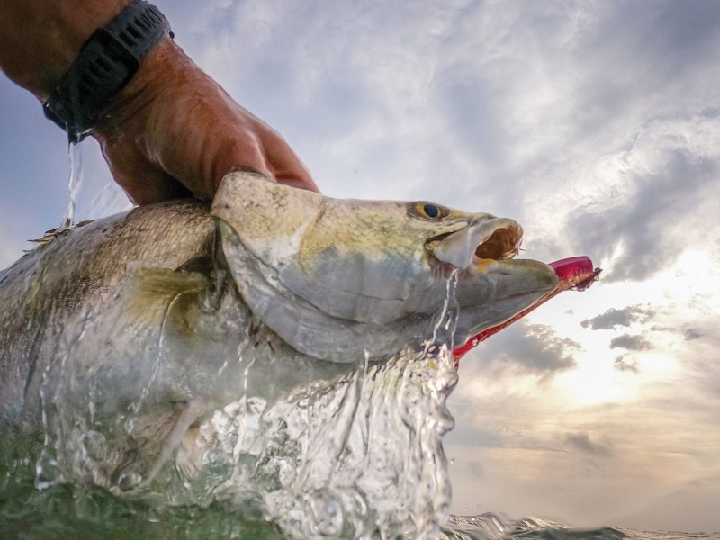 Redfish caught in South Texas