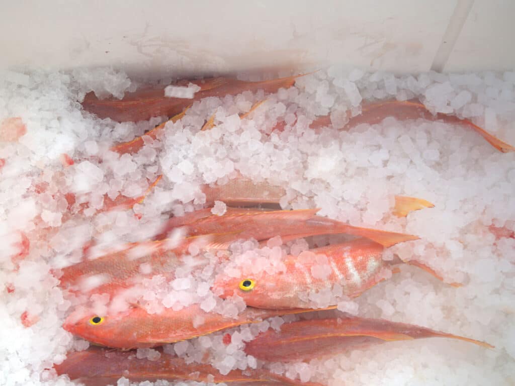 Snapper on ice