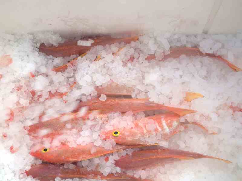 Snapper on ice