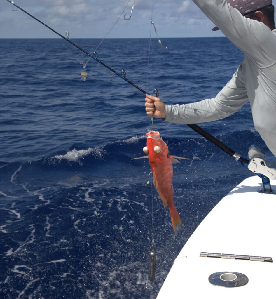 Snapper caught while deep-dropping