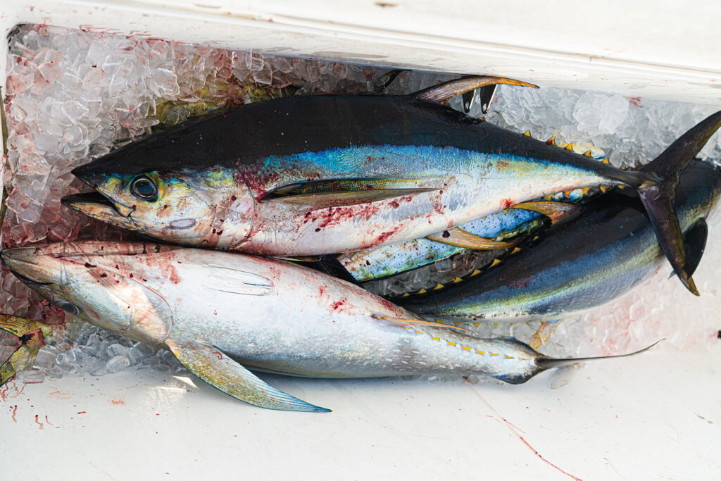 Fresh-caught fish on ice