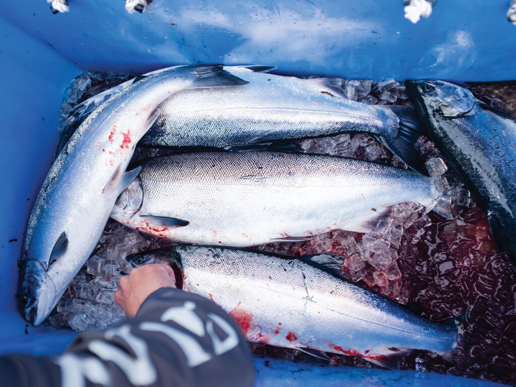 Collection of fish on ice