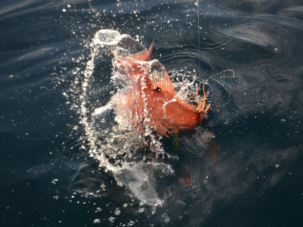 Hogfish on the line