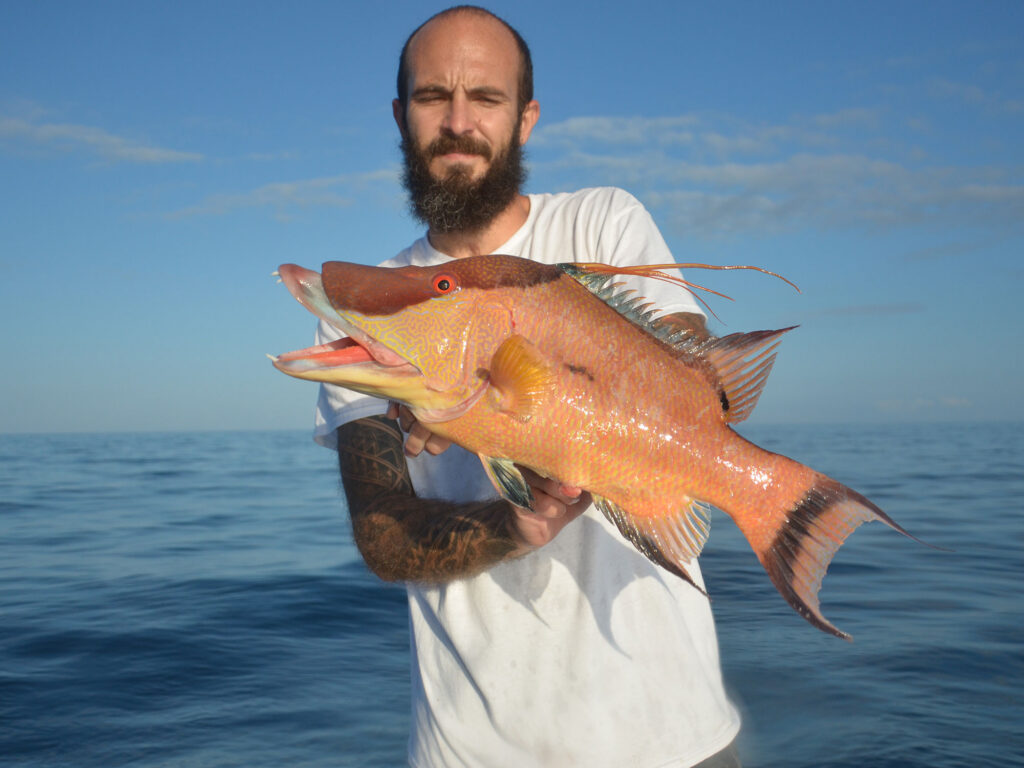 Hogfish on the boat