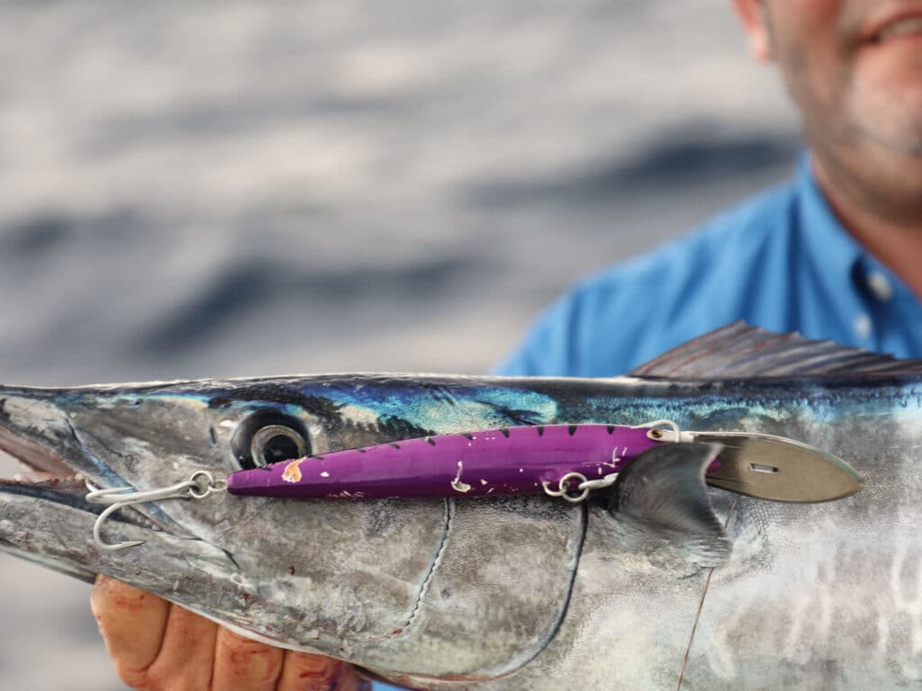 Wahoo caught on diving plug