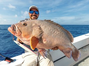 Large speckled hind on the boat