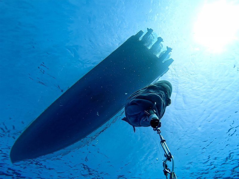 Kitty mitchell grouper descending