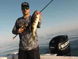 Barred sand bass caught using a soft plastic