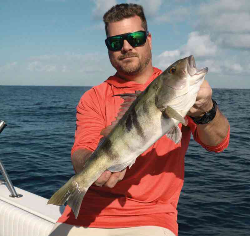 Barred sand bass on the boat