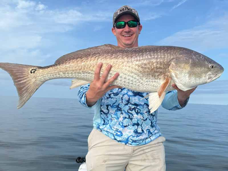 Bull redfish