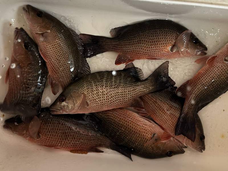 Mangrove snapper in a cooler.
