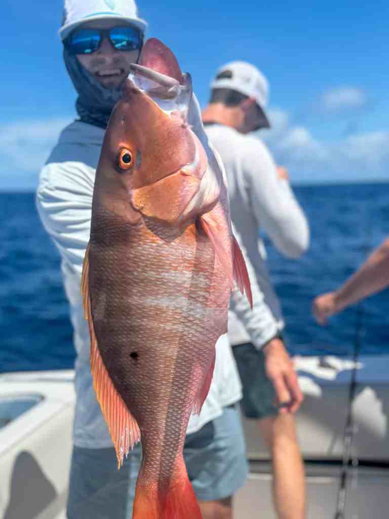 red snapper