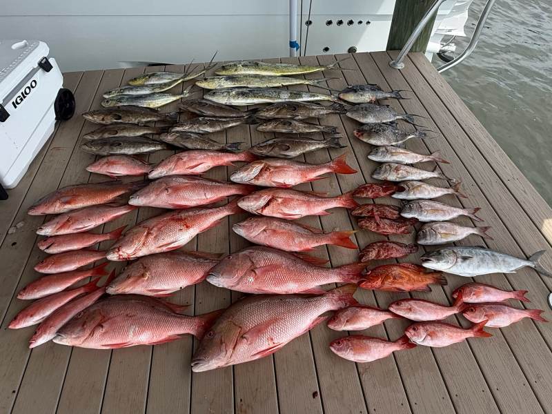 red snapper, mahi-mahi, vermilion snapper