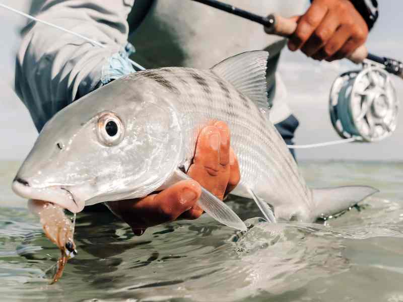 Bonefish caught near Turneffe Atoll