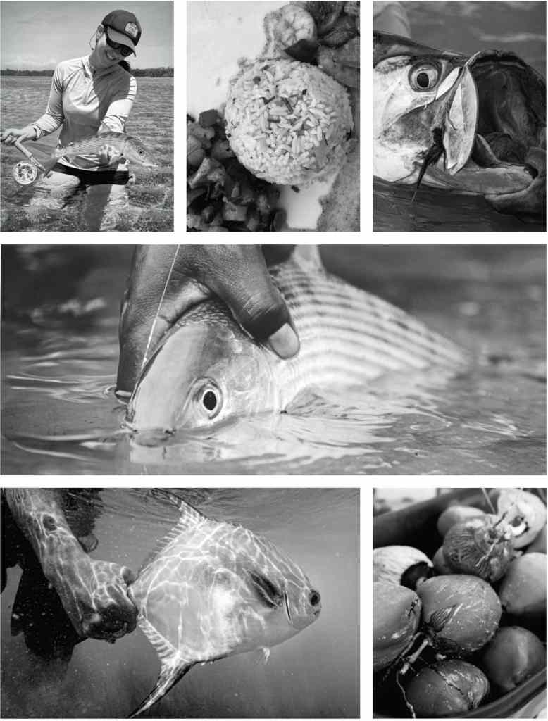 Collection of fish caught from Turneffe Island Resort