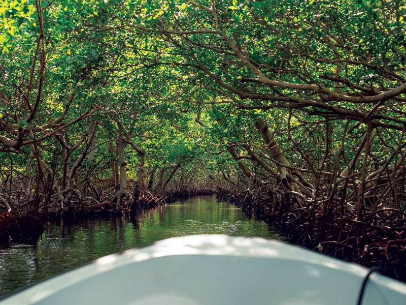 Mangrove tunnel in Roatan