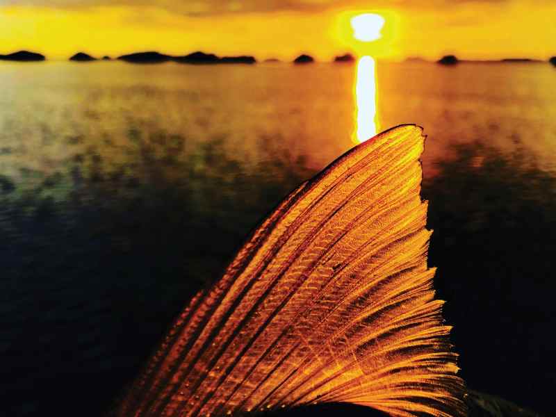 Bonefish dorsal at sunset