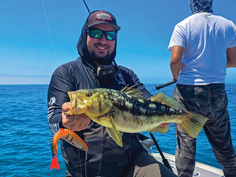 Calico bass caught on large lure