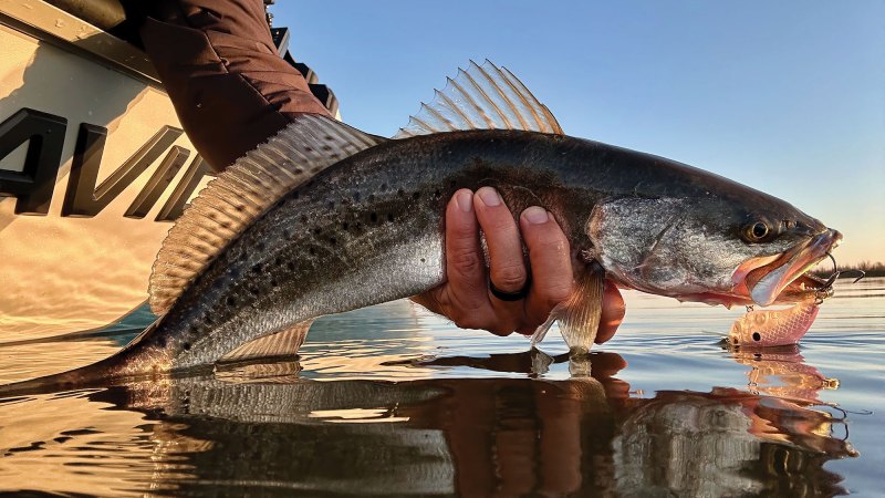 Large trout caught in the Mississippi River-Gulf Outlet canal