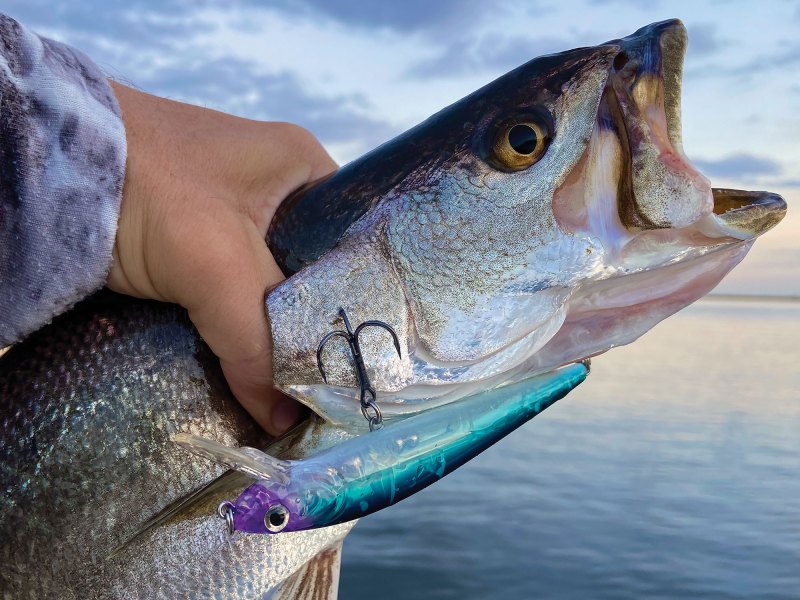 Nice seatrout on the boat