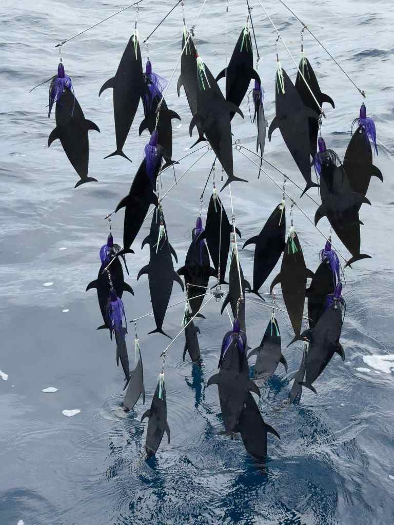 Spread for marlin fishing