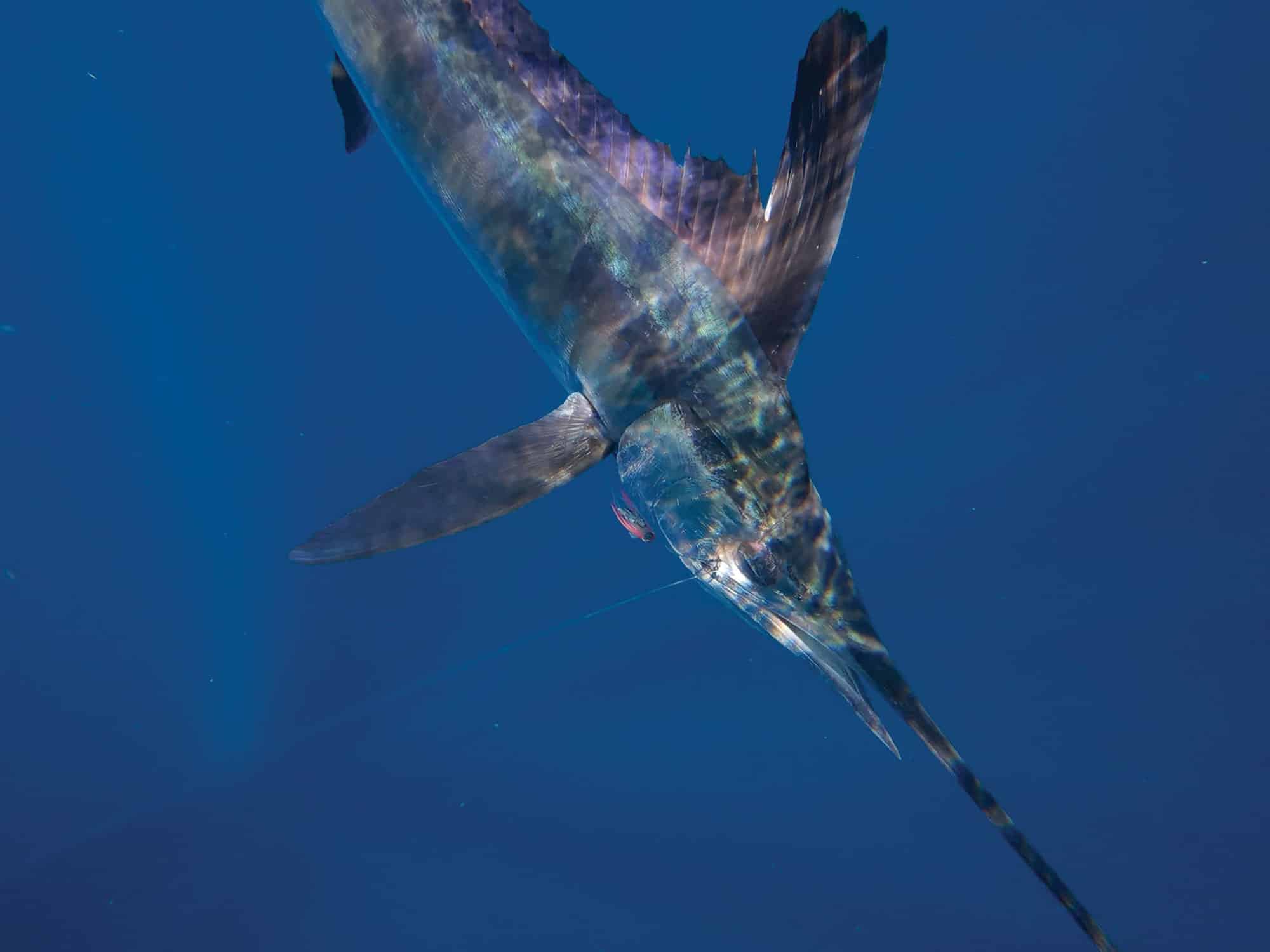 Marlin fishing off Virginia Beach