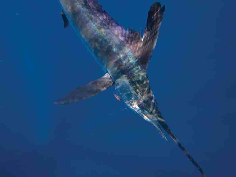 Marlin fishing off Virginia Beach