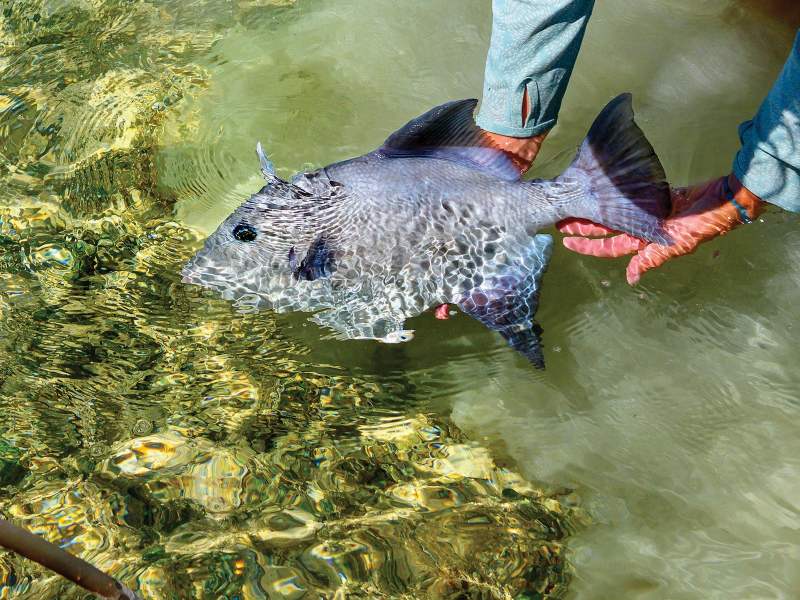 Releasing a triggerfish