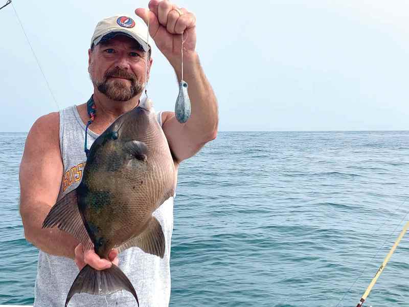Triggerfish caught in late summer